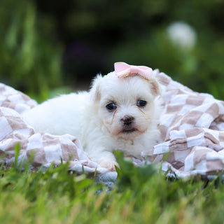 Margot - Available 6/18