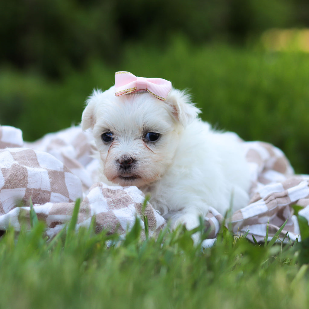 Margot - Available 6/18