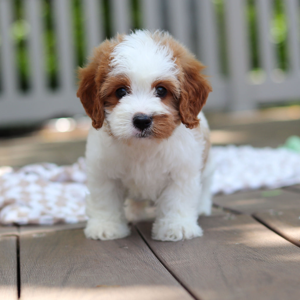 Dash - Available 6/4