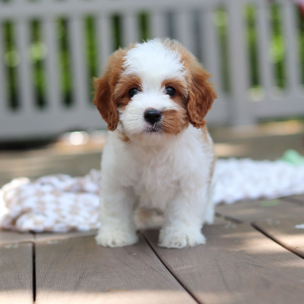 Dash - Available 6/4