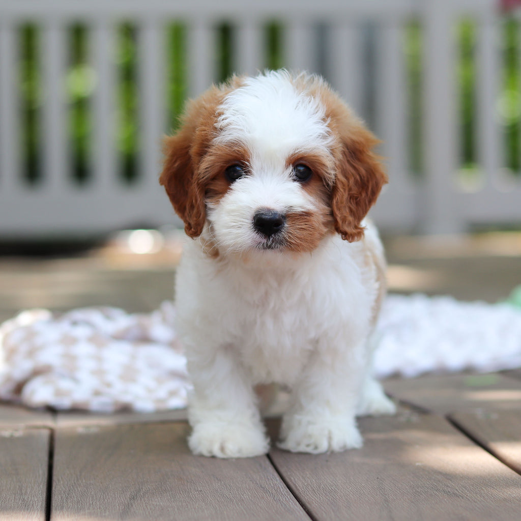 Dash - Available 6/4