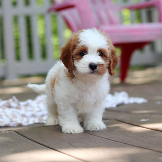Dash - Available 6/4