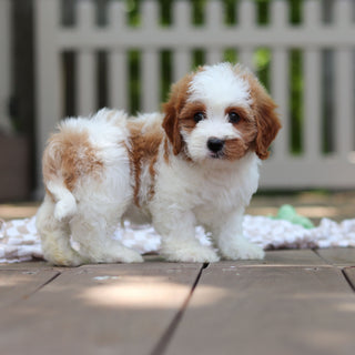 Dash - Available 6/4