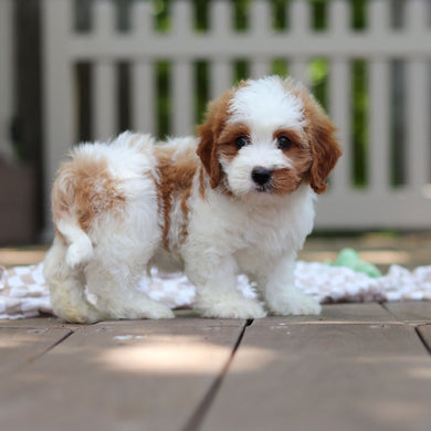 Dash - Available 6/4