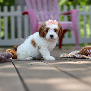 Dotty - Available 6/4