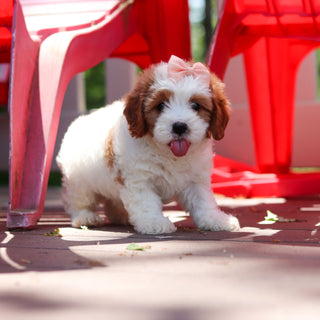 Dotty - Available 6/4