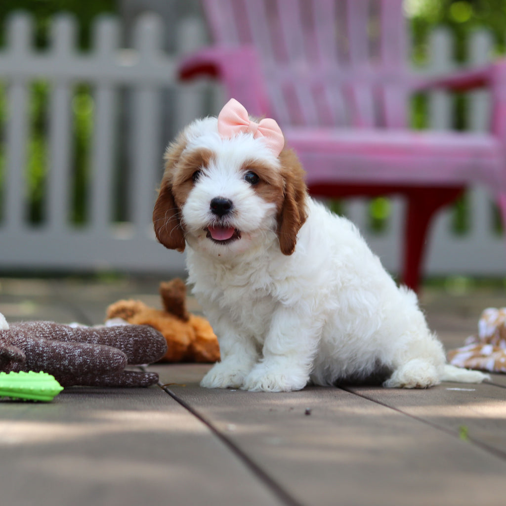 Dotty - Available 6/4