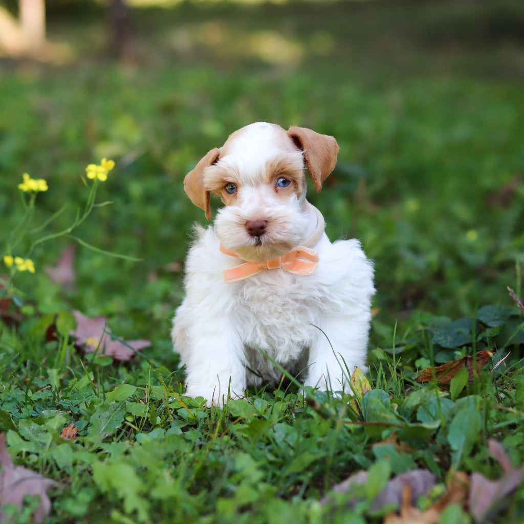 Sandy - Available 10/22