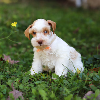 Sandy - Available 10/22