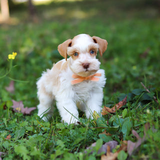 Sandy - Available 10/22