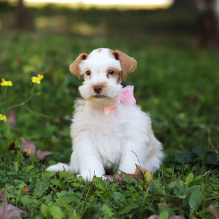 Sophie - Available Now