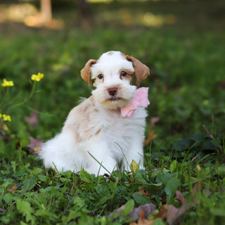Sophie - Available Now