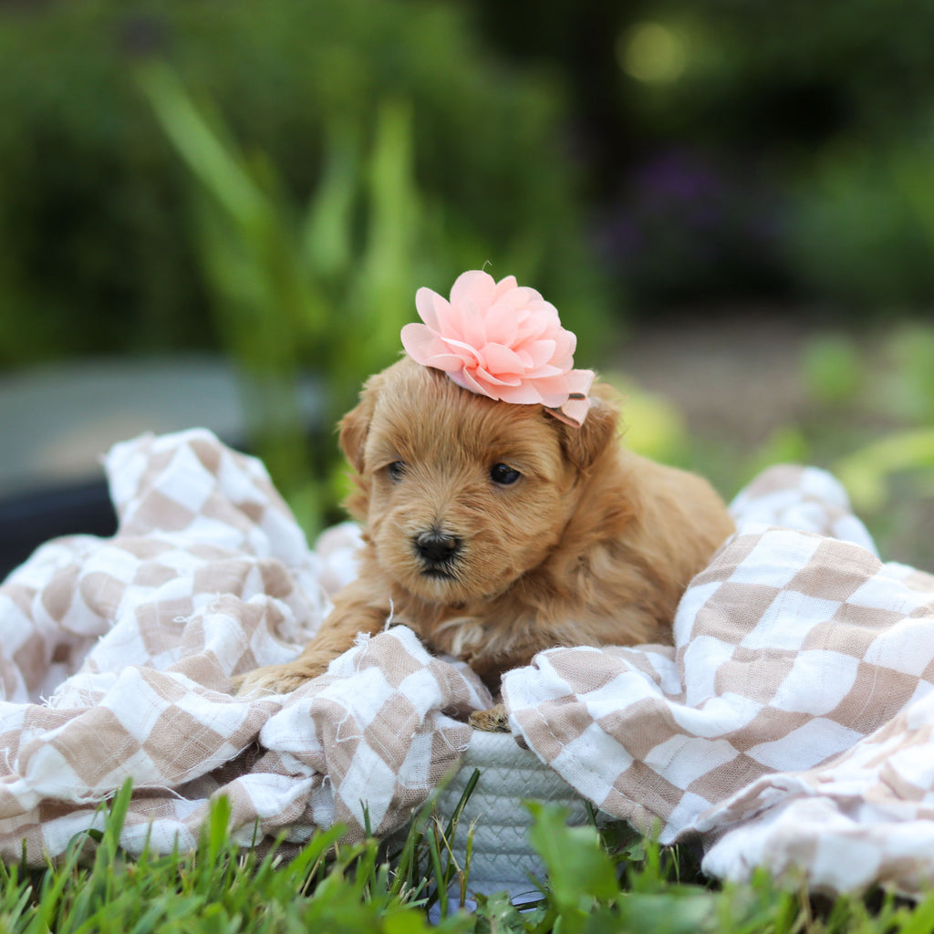 Penelope - Available 6/25