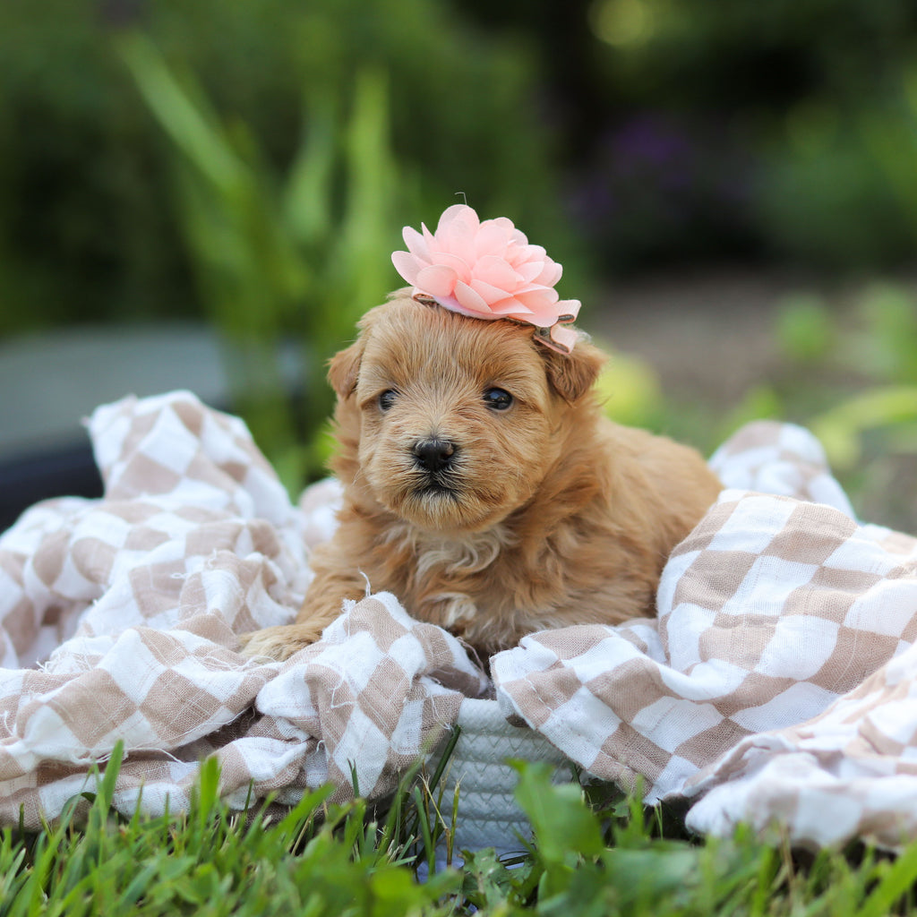 Penelope - Available 6/25