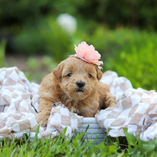 Penelope - Available 6/25