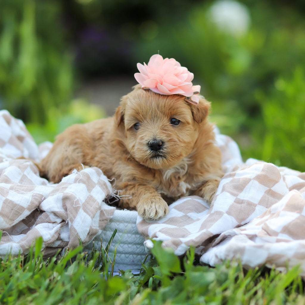 Penelope - Available 6/25