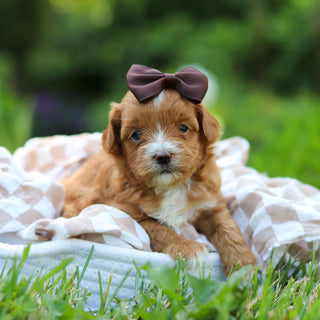 Peggy - Available 6/25