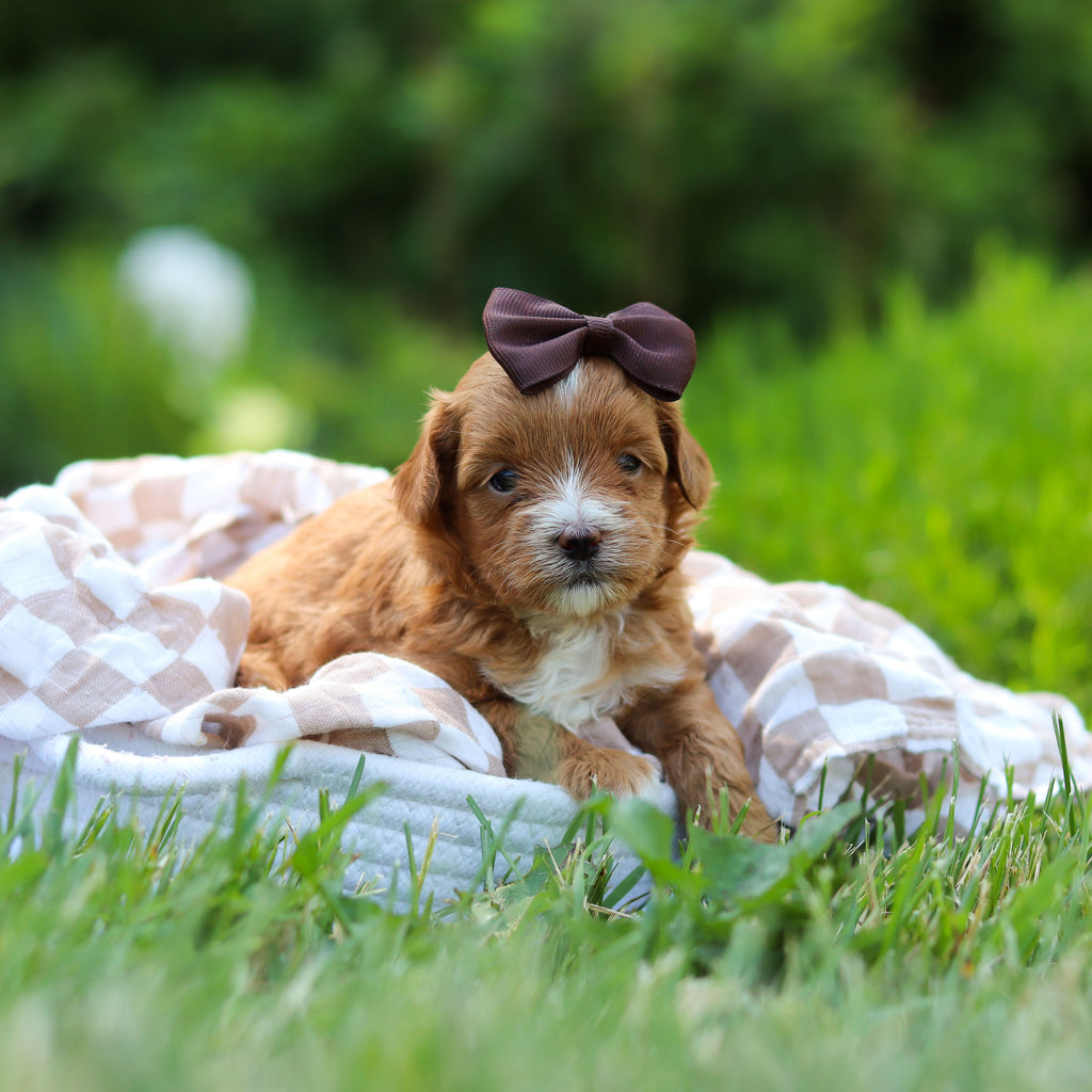 Peggy - Available 6/25