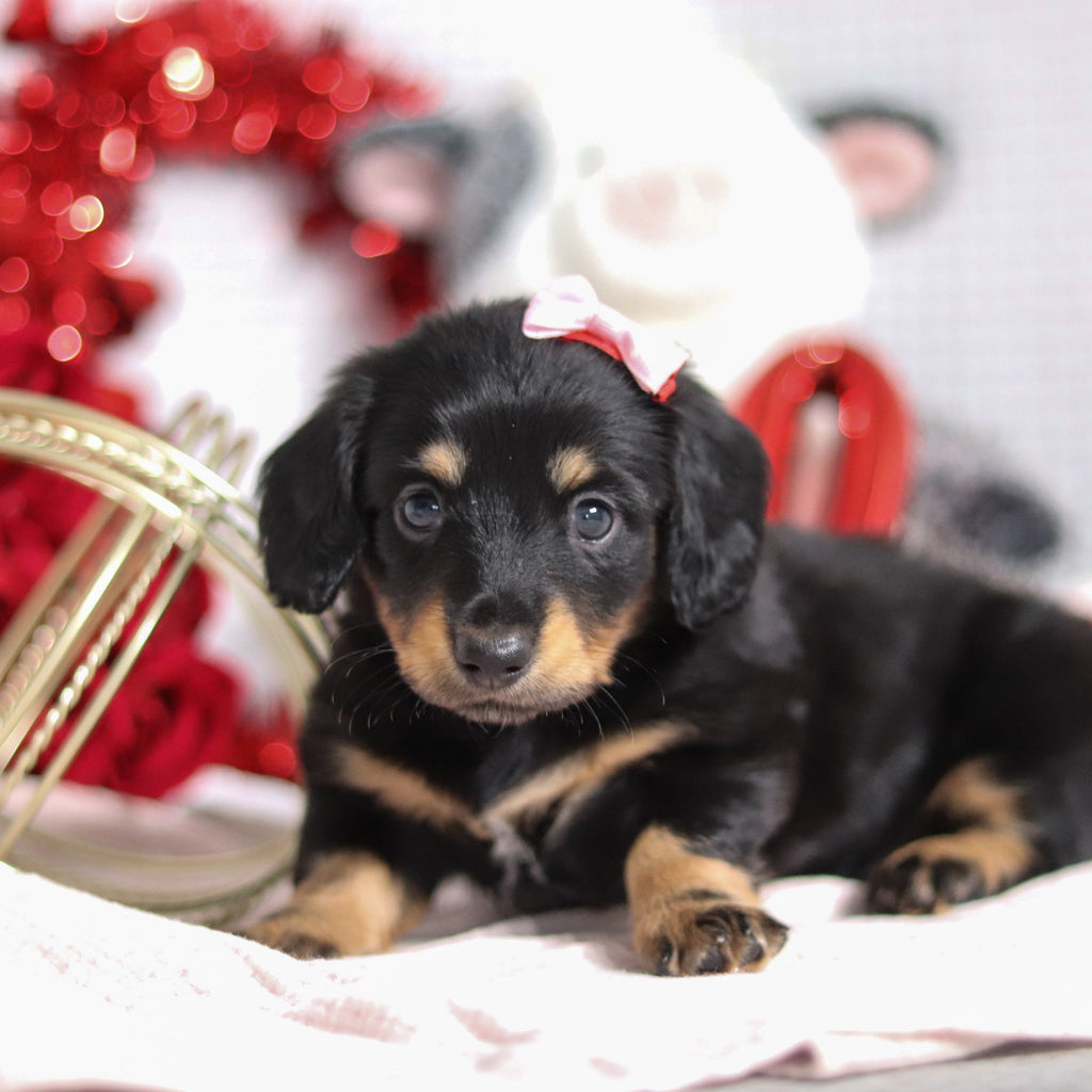 Banana - Available 2/26