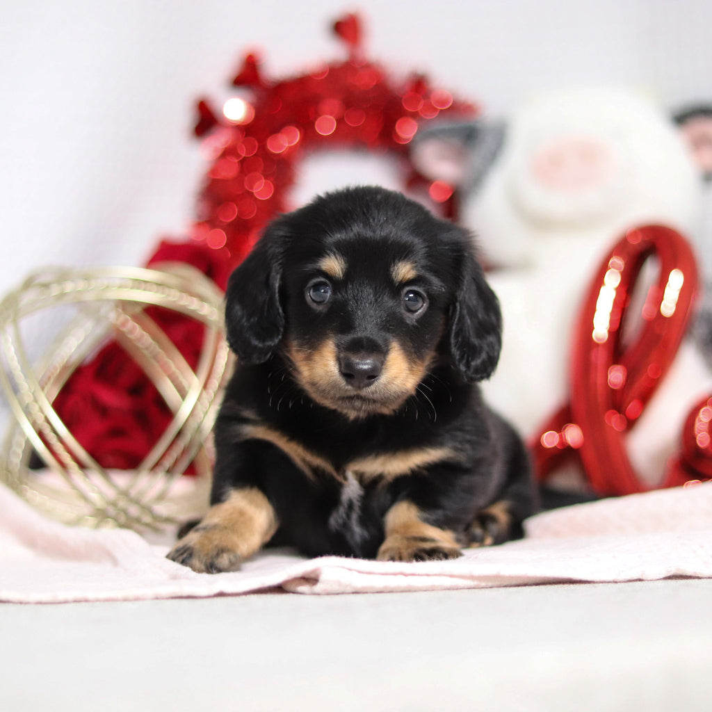 Banana - Available 2/26