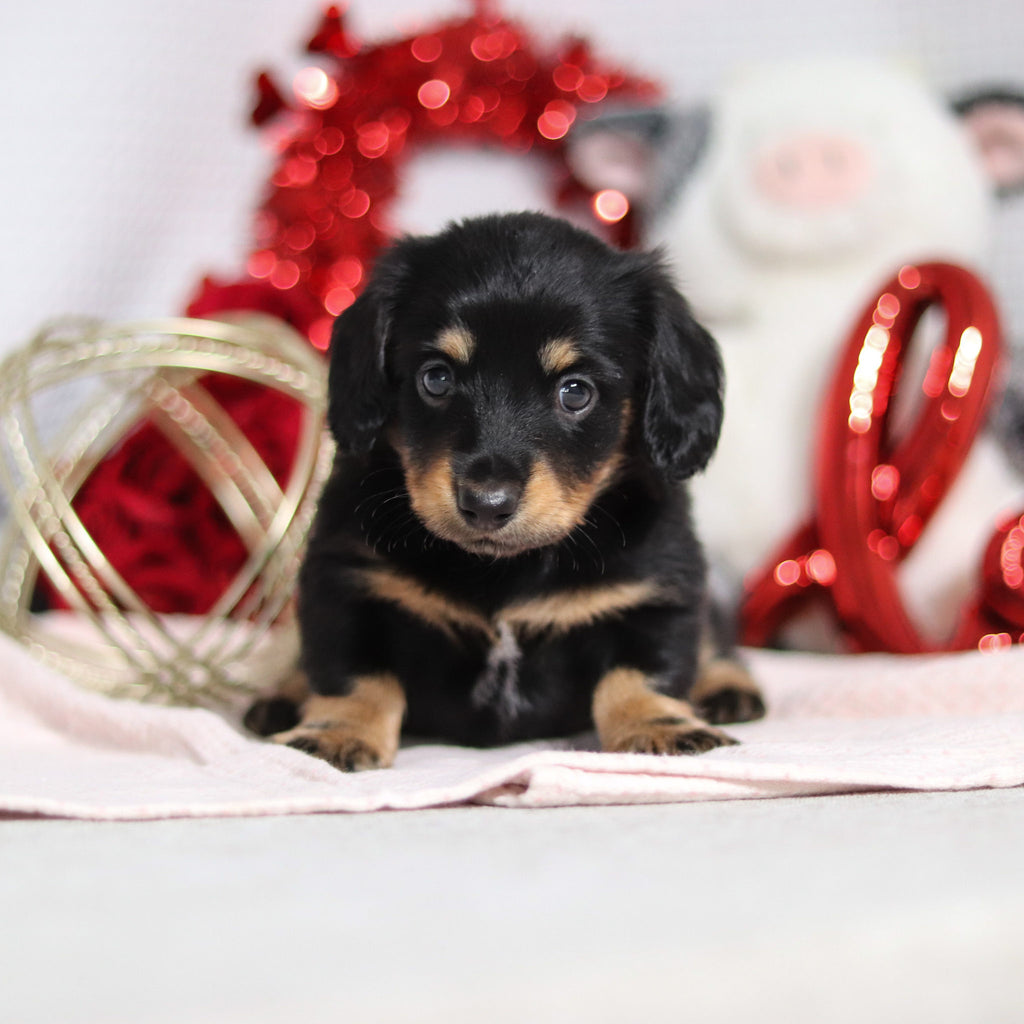 Banana - Available 2/26