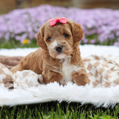 Aspen - Available 5/21