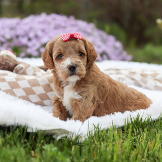 Aspen - Available 5/21