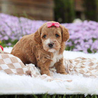 Aspen - Available 5/21