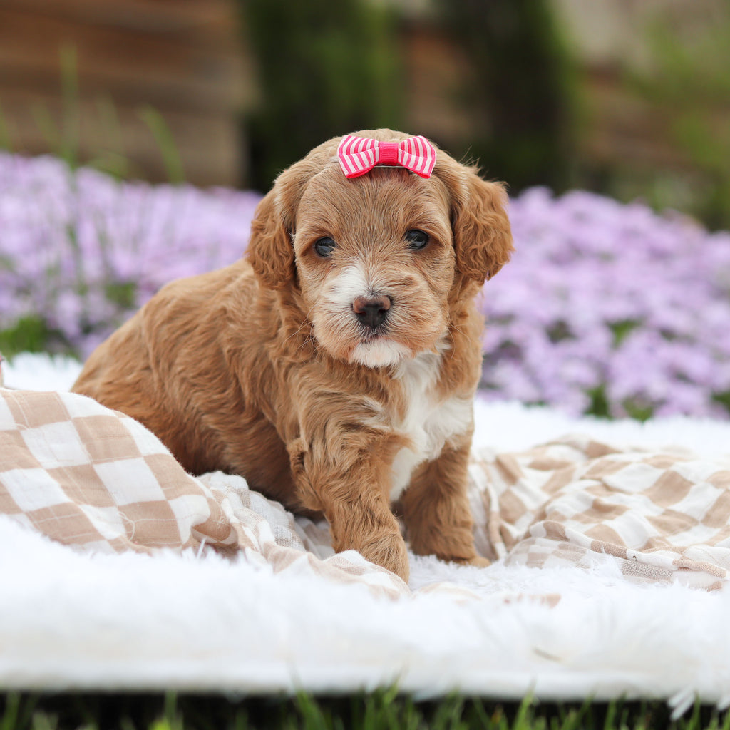 Aspen - Available 5/21