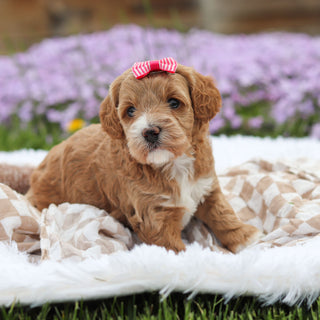 Aspen - Available 5/21