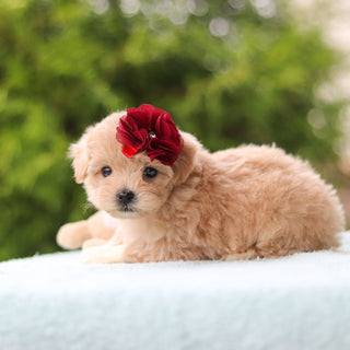 Didi - Available 10/8