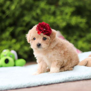 Didi - Available 10/8