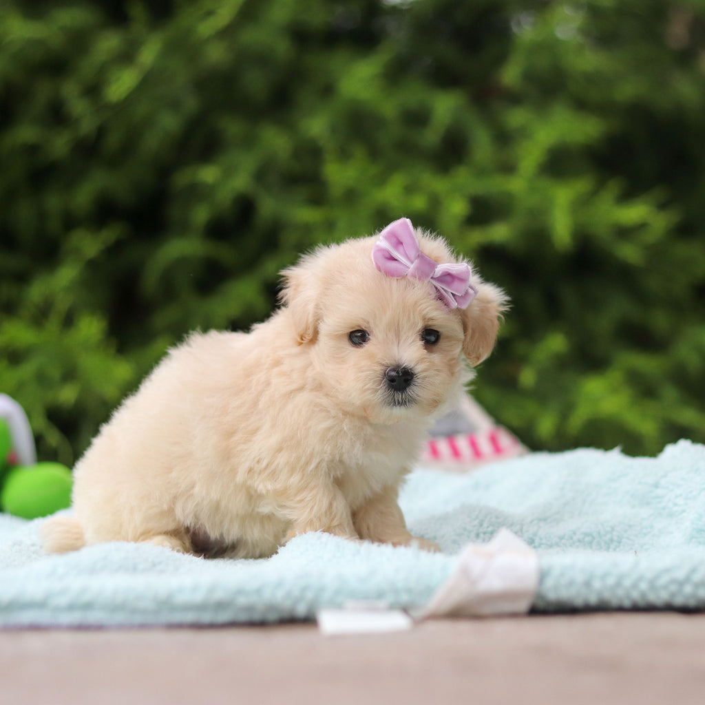 Diva - Available 10/8