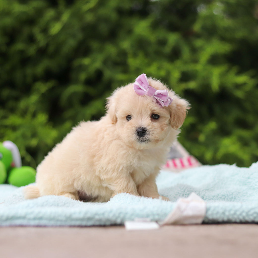 Diva - Available 10/8
