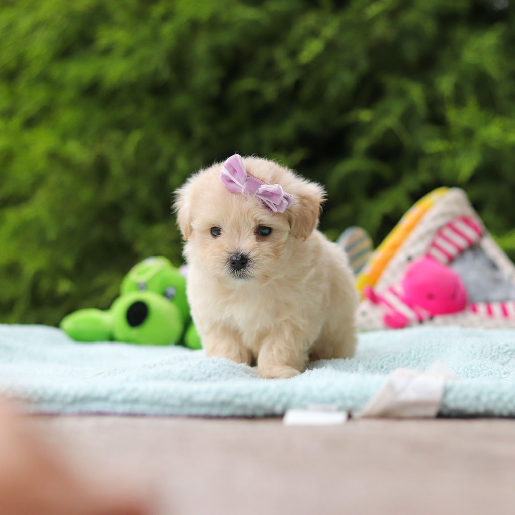 Diva - Available 10/8