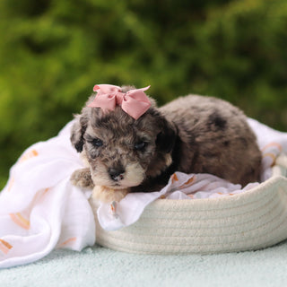 Jodie - Available 10/29