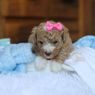 Toffee - Available 6/25