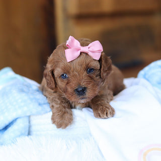 Tutu - Available 6/25