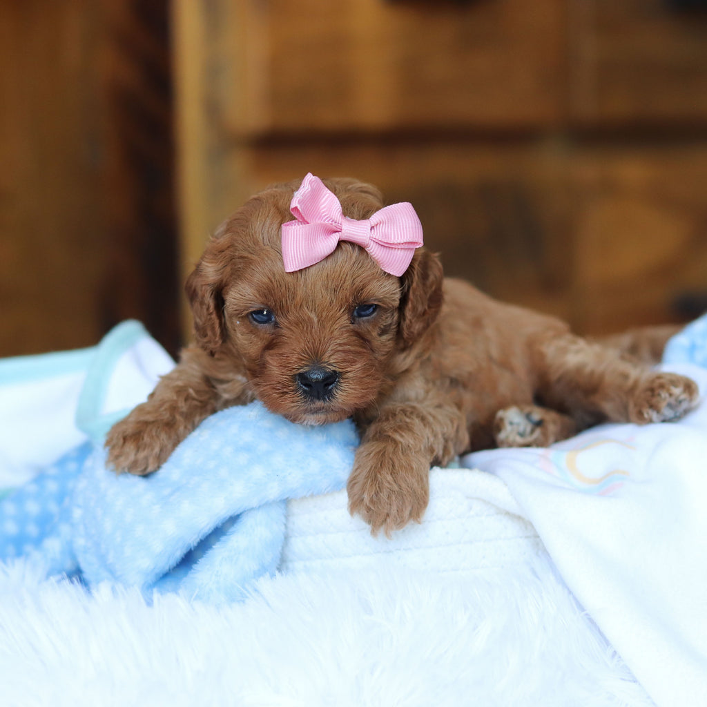 Tutu - Available 6/25
