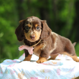 Darla - Available 6/5