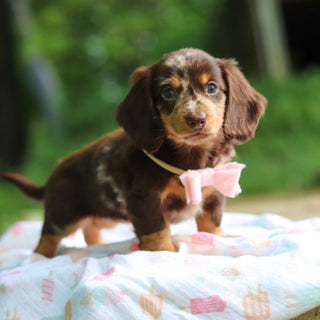 Darla - Available 6/5