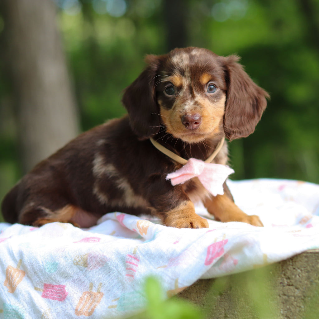 Darla - Available 6/5