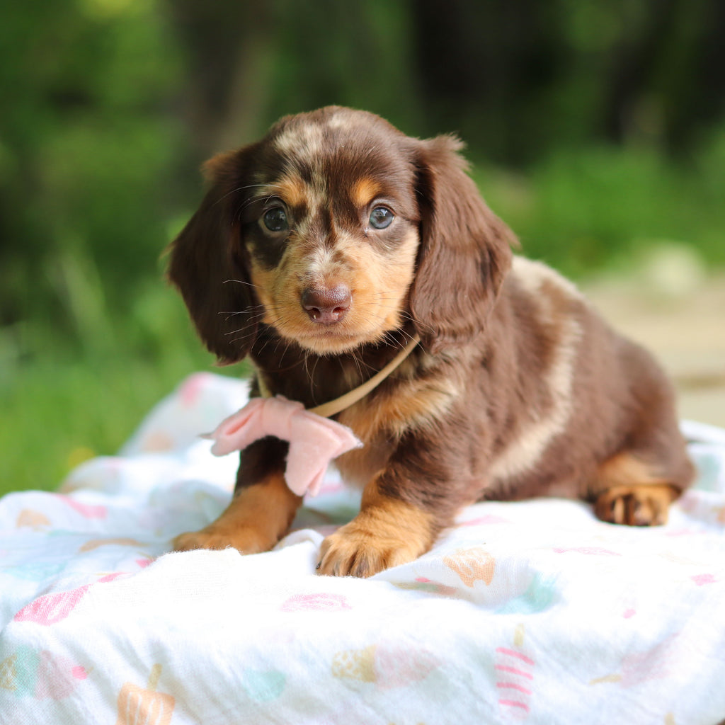 Darla - Available 6/5