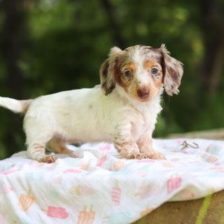 Didi - Available 6/5