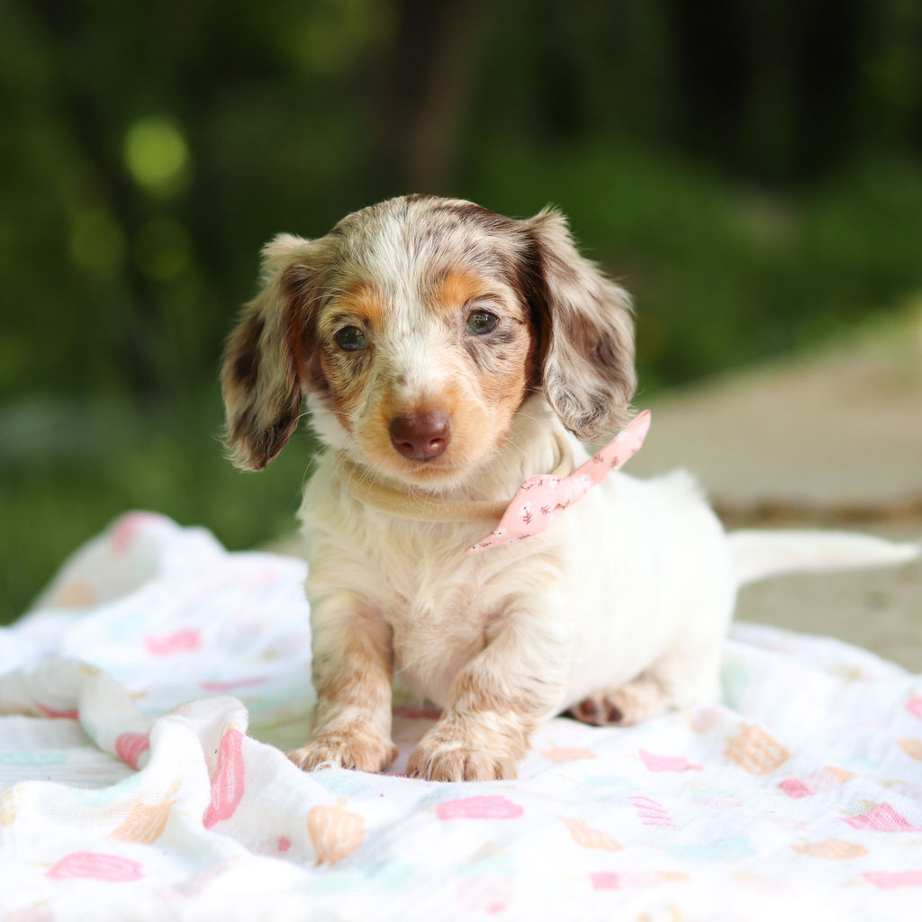 Didi - Available 6/5