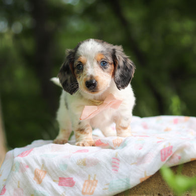 Dulce - Available 6/5