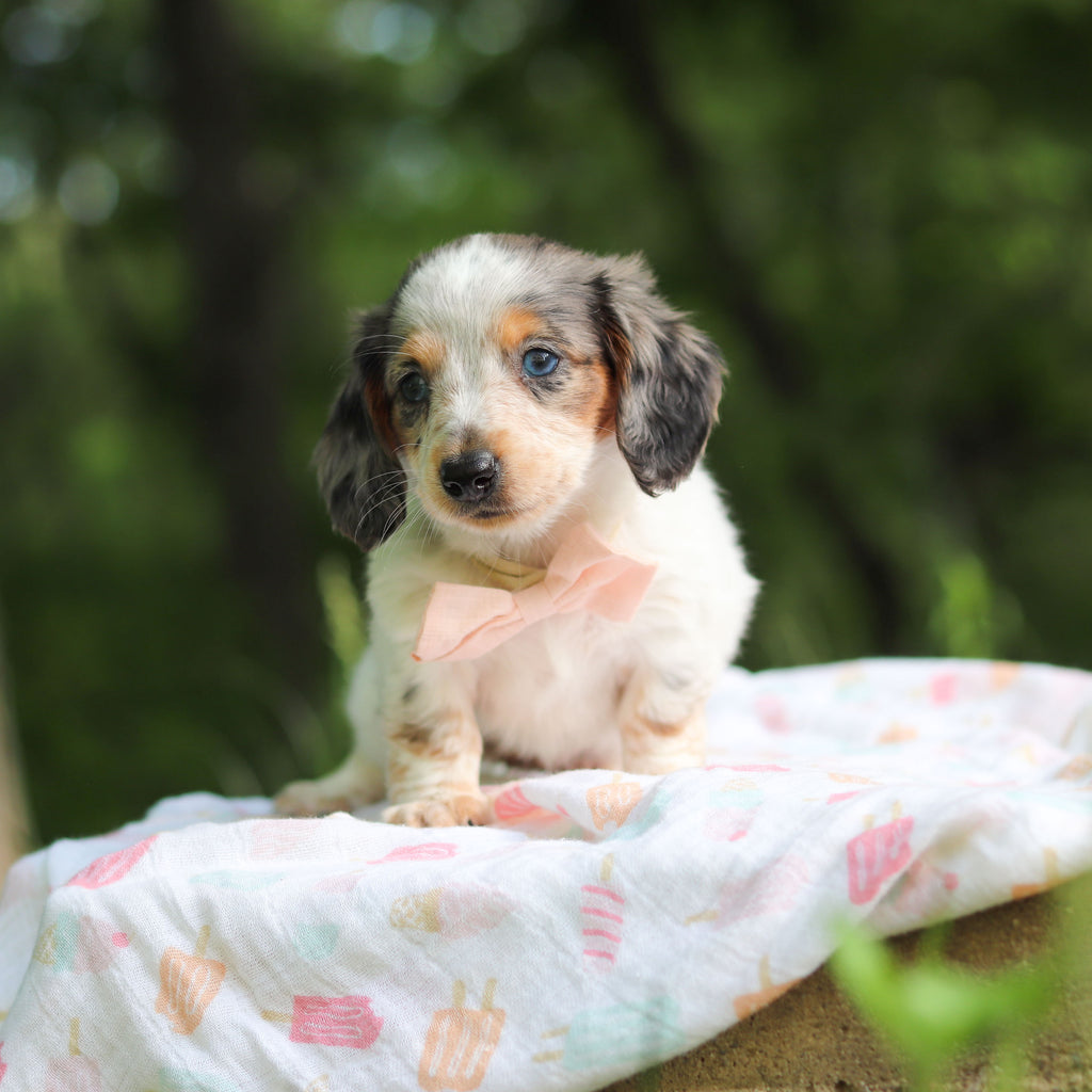 Dulce - Available 6/4