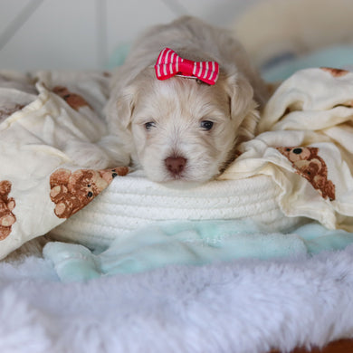 Ruth - Available 3/26