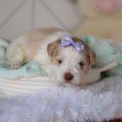 Rosemary - Available 3/26