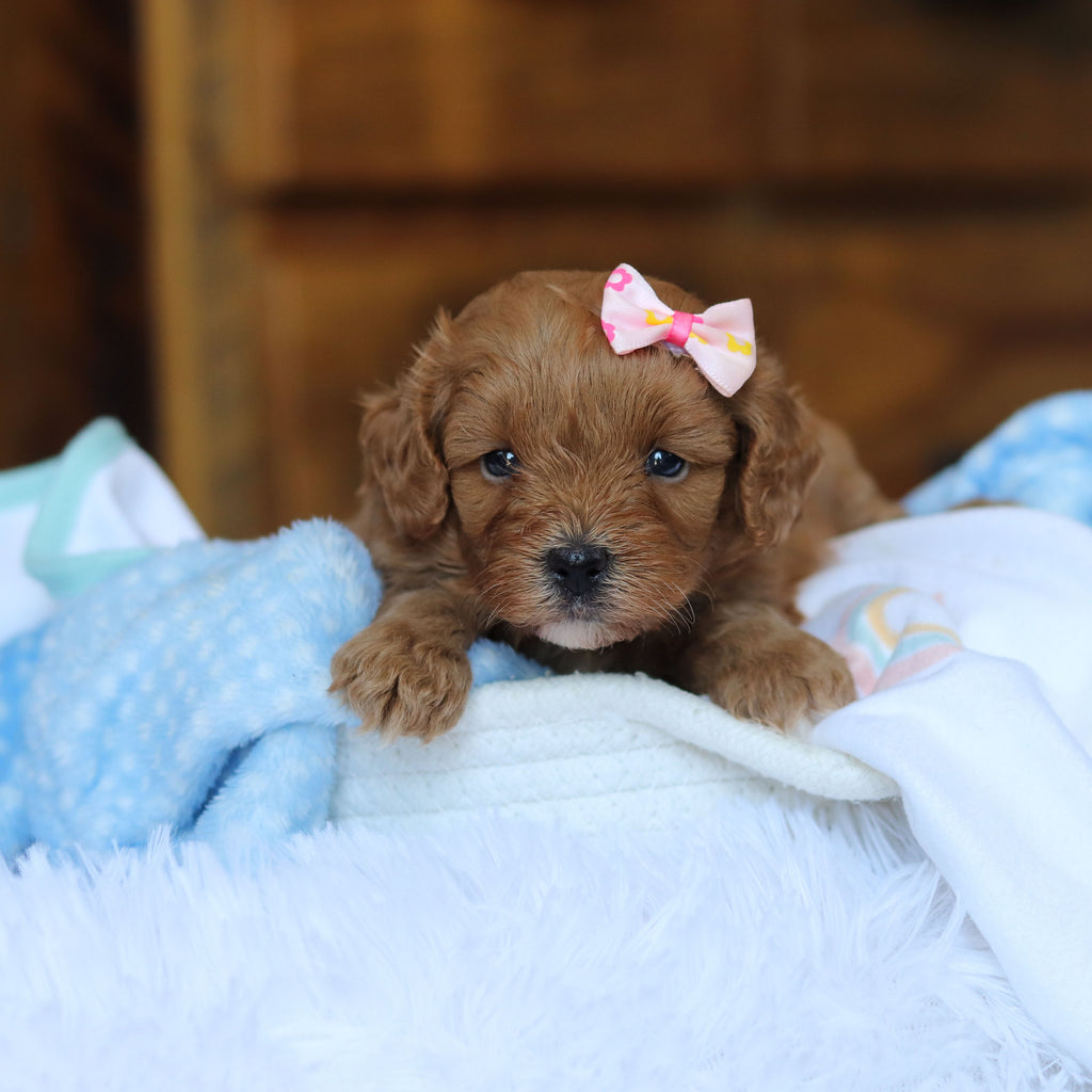 Tammy - Available 6/25